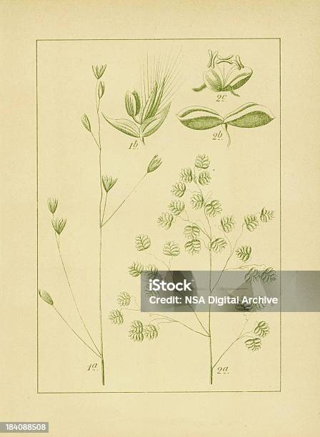 Melica Uniflora E Comuni Quaking Erba Fiore Illust Antico - Immagini vettoriali stock e altre immagini di Fiore