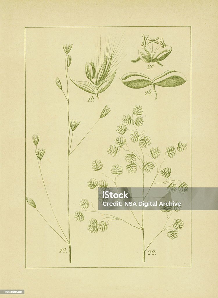 Melica uniflora 및 공통접지 quaking 잔디/앤틱형 아이리스입니다 Illust - 로열티 프리 꽃-식물 스톡 일러스트