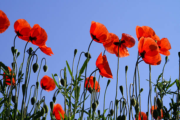 poppy devant un ciel bleu - flower red poppy sky photos et images de collection