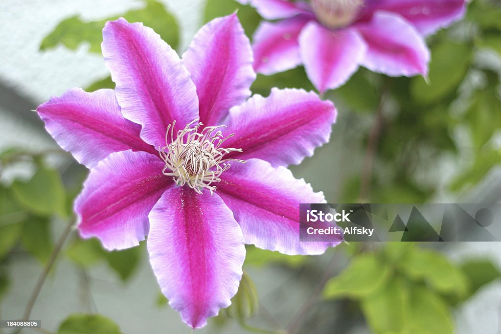 Waldrebe - Lizenzfrei Rosa Stock-Foto