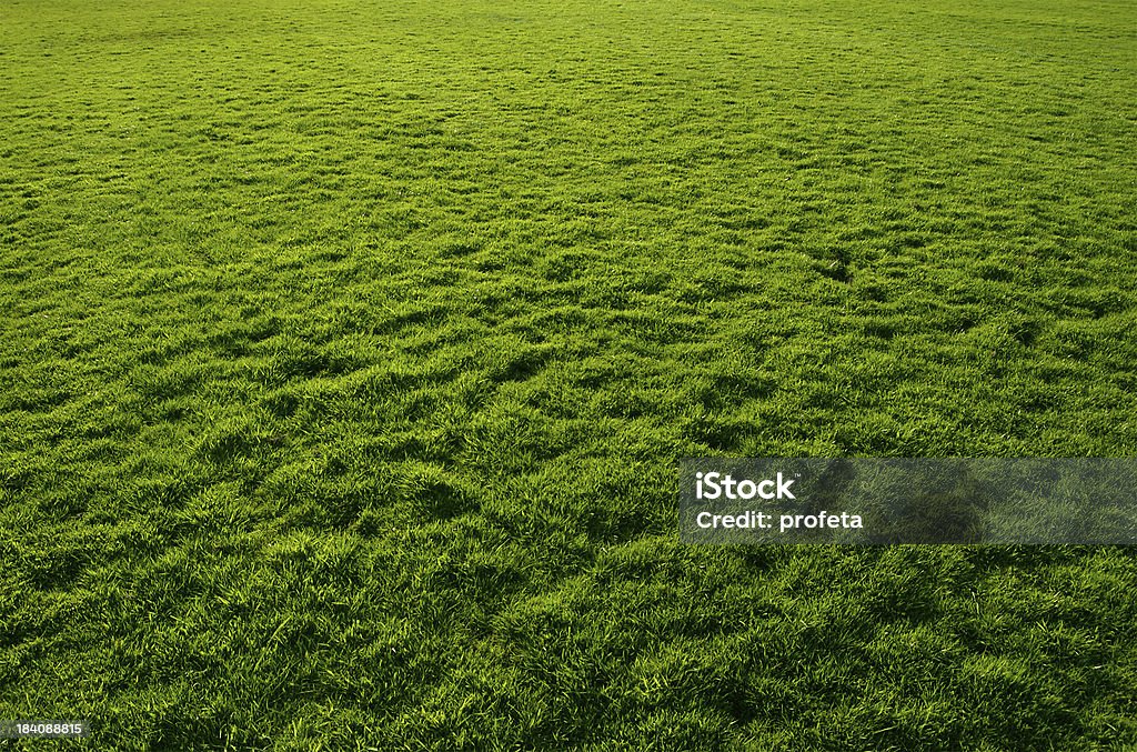 Свежая трава - Стоковые фото Весна роялти-фри