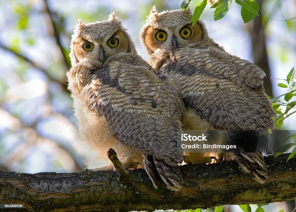 Puchacz wirginijski Baby Owlets - Zbiór zdjęć royalty-free (Sowa)