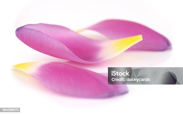 Pétala De Tulipa - Fotografias de stock e mais imagens de Figura para recortar - Figura para recortar, Fundo Branco, Pétala