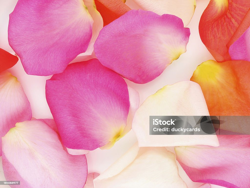 Sparsi sfondo di petali di rosa - Foto stock royalty-free di Petalo