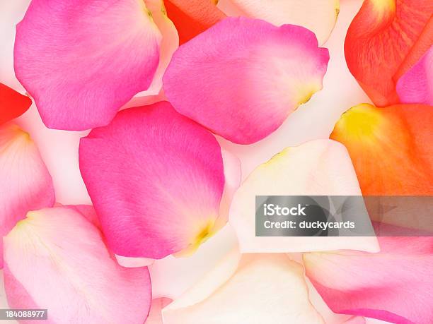 Dispersa Fundo Rosa Pétala - Fotografias de stock e mais imagens de Pétala - Pétala, Macrofotografia, Primeiríssimo Plano