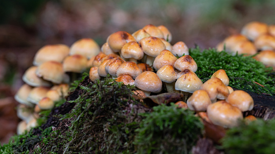 Autumn daytime macro side-view of small Naematoloma mushrooms growing on a tree trunk covered with moss in a forest, shalow DOF