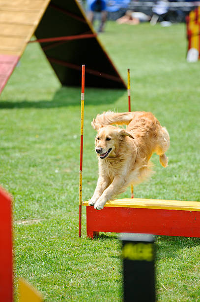 istock Golden retriever jumps 184089064