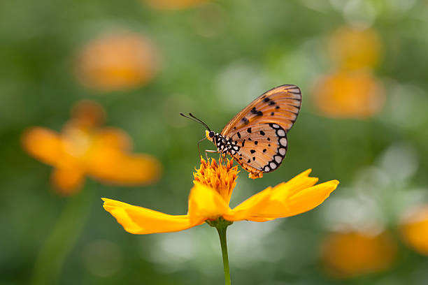 istock Fritillary butterfly on an orange Cosmos flower in a meadow. 184089246