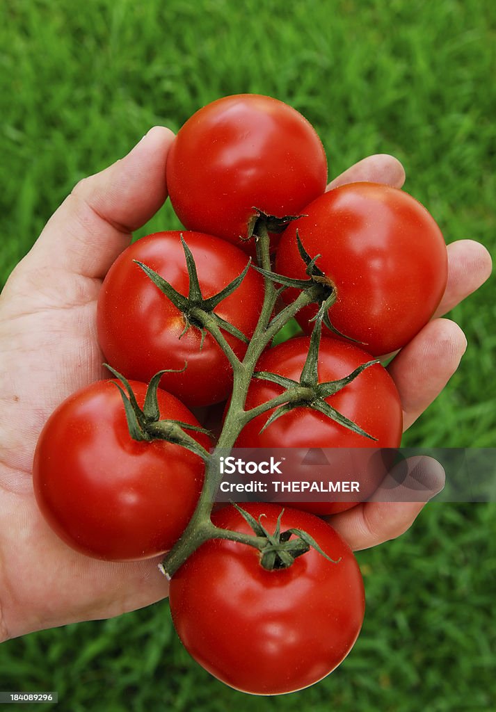 手とトマト - お祝いのロイヤリティフリーストックフォト