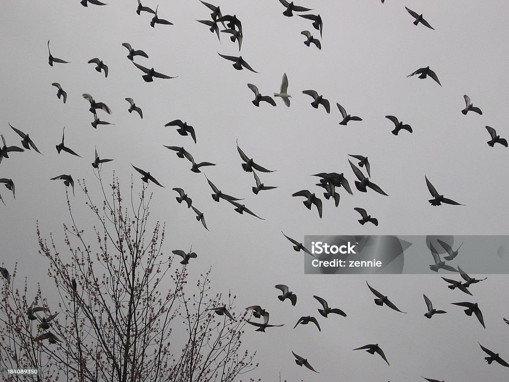 Volo di piccioni - Foto stock royalty-free di Ala di animale