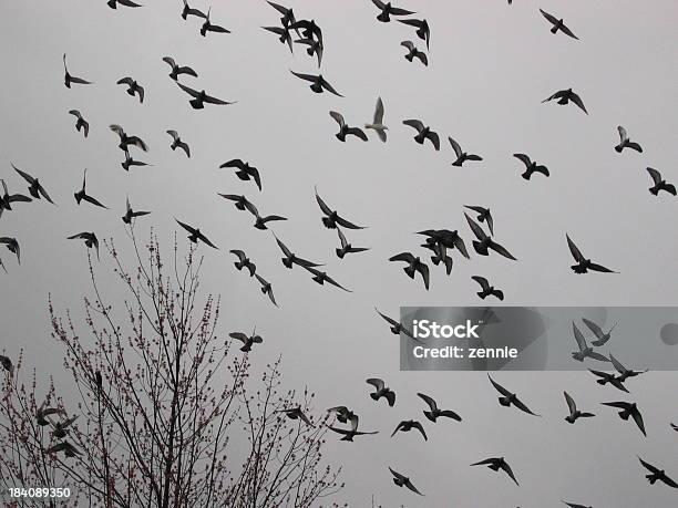 Volo Di Piccioni - Fotografie stock e altre immagini di Ala di animale - Ala di animale, Animale, Colombaccio