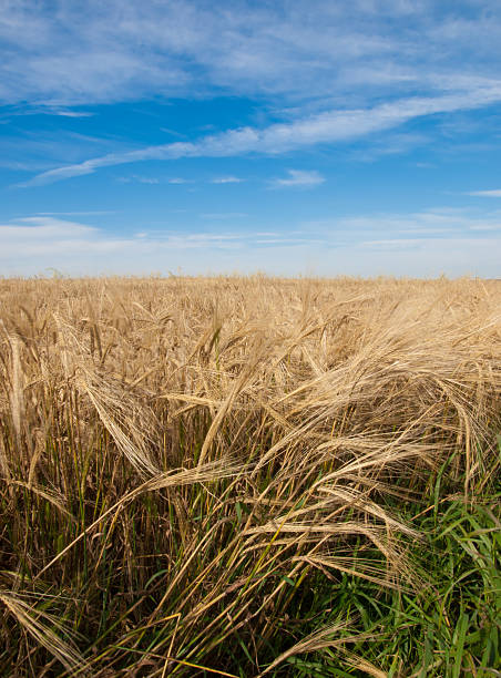 Trigo campo em dia de sol - foto de acervo