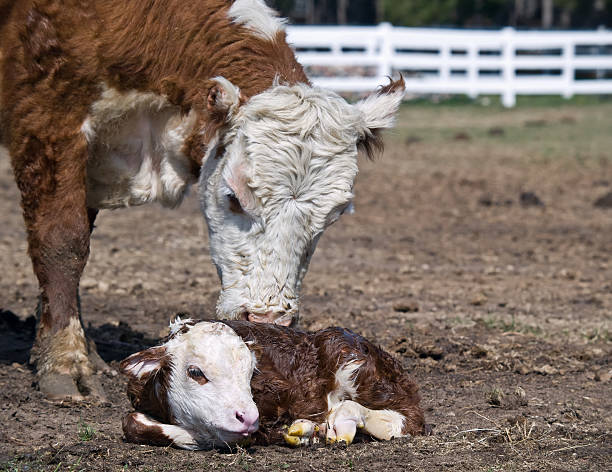 istock Cow & Newborn Calf 184089584