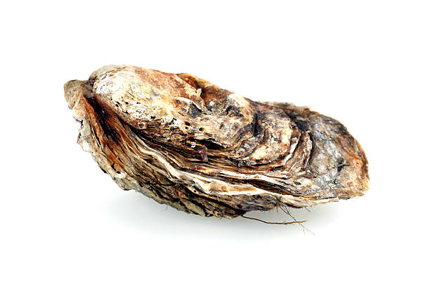 Isolated Fine de Claire oyster on white.
