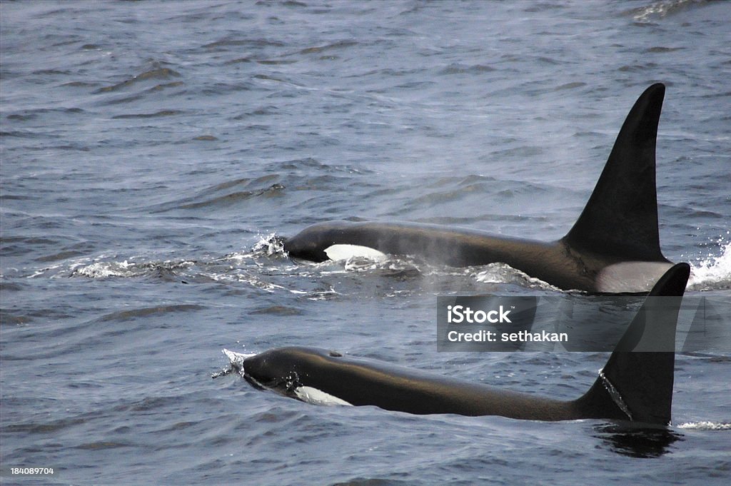 Orca, 범고래 - 로열티 프리 고래 스톡 사진