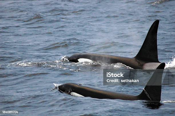 Orca 범고래 고래에 대한 스톡 사진 및 기타 이미지 - 고래, 바다, 범고래