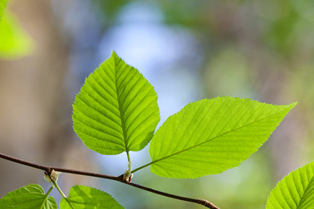 ペアの新しい春の葉 - american beech ストックフォトと画像