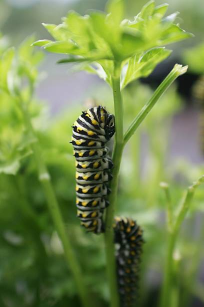 Caterpillars on the parsley