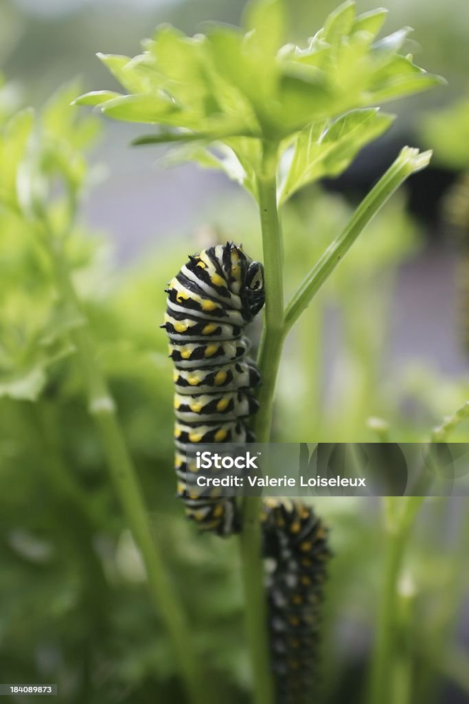 Caterpillars na Pietruszka - Zbiór zdjęć royalty-free (Gąsienica)