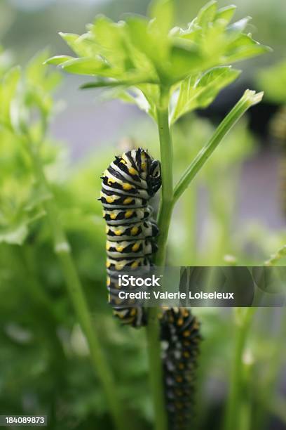 Caterpillars Na Pietruszka - zdjęcia stockowe i więcej obrazów Gąsienica - Gąsienica, Anyż Swallowtail, Dziwaczny