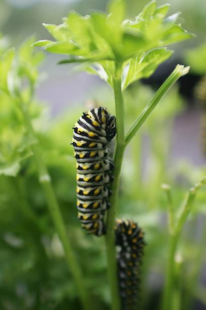 caterpillars no salsa - lepidopteron imagens e fotografias de stock