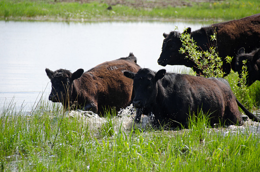 Black Angus heifer cattle wading along the edge of a small lake.