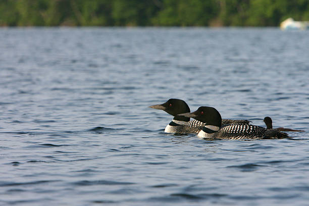 istock loon family 184090026