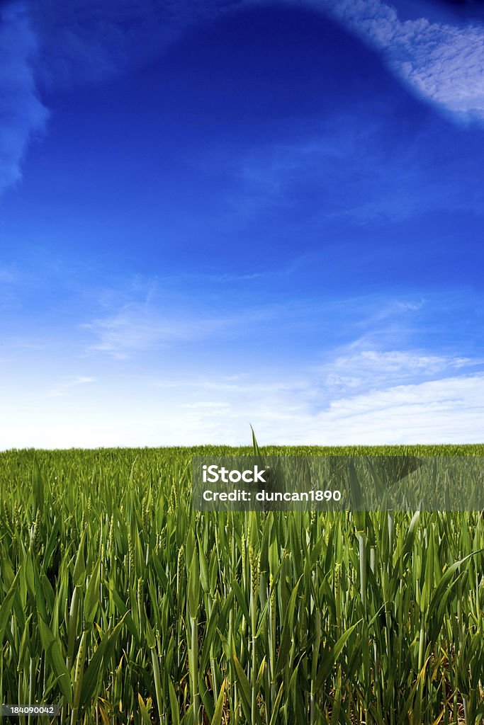 Campo di grano - Foto stock royalty-free di Agricoltura