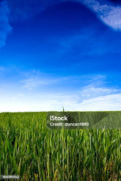 Campo Di Grano - Fotografie stock e altre immagini di Agricoltura - Agricoltura, Ambientazione esterna, Ambientazione tranquilla