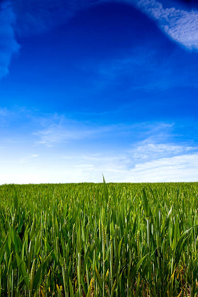 istock Field of wheat 184090042