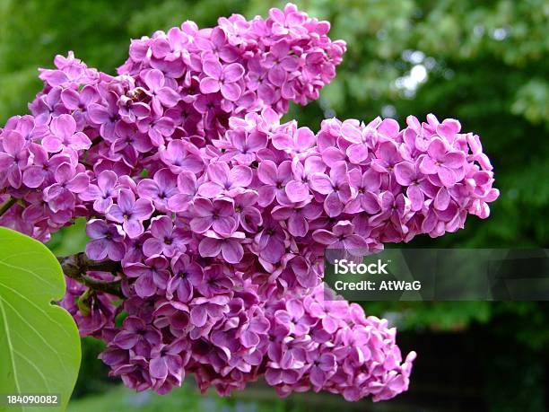 Lilacs - Fotografie stock e altre immagini di Albero - Albero, Ambientazione esterna, Annusare