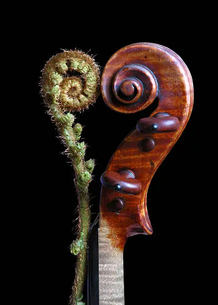 "The curl of a new bracken frond and the scroll of a violin, coming together as a heart. The violin is a J.B. Vuillaume, 1856."