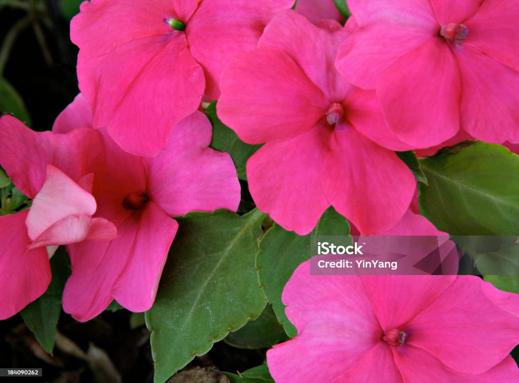 Rosa balsamina orizzontale - Foto stock royalty-free di Annuale - Attributo floreale