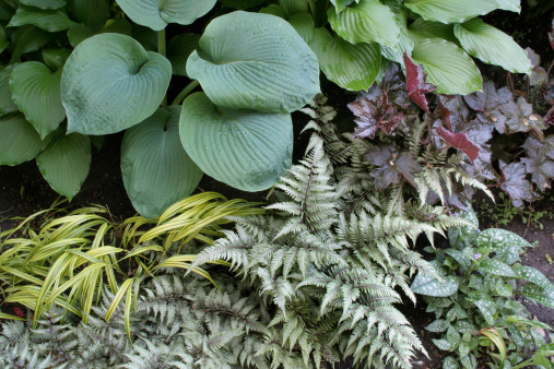 Garden of various perennial and shade tolerant plants including hosta seiboldiana elegans, heuchera alumroot coral bells, Pulmonaria saccharata, authyrium nipponicum pictum Japanese painted ferns, and hakonechloa hakone gold striped ornamental Japanese forest grass. Close-up of botanical selection for a Midwest gardener with low light growing conditions at a Minnesota location.