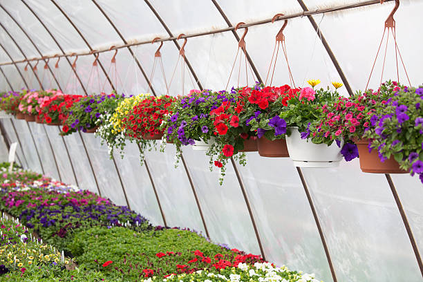 istock Greenhouse With Flowers 184090481
