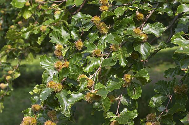 These are the nuts of the common / European beech tree, clustered in great numbers over the branches. It was impossible to estimate how many prospective little beech tree this one was carrying - thousands, certainly. Beech wood is short-grained, making it brittle, but it is very durable when wet. Hence its use in ship building, when oak was in short supply. Beech has some antiseptic properties. Poem by Vita Sackville-West (part): (I was a child, and splashed my way in laughter Through drifts of leaves, where underfoot the beechnuts Split with crisp crackle to my great rejoicing.).