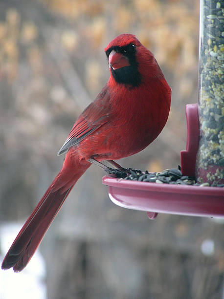 Cardinal stock photo