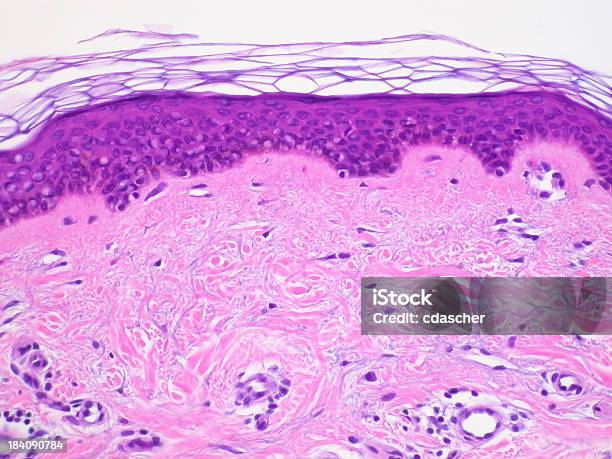 La Sezione Di Tessuto Cutaneo - Fotografie stock e altre immagini di Istologia - Istologia, Derma, Tessuto
