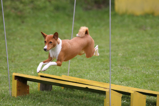 Basenji on agility course