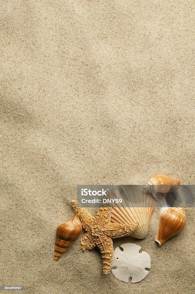 Sulla spiaggia - Foto stock royalty-free di Animale