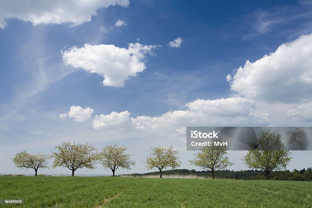 Kwitnących Drzewa wiśniowe - Zbiór zdjęć royalty-free (Chmura)