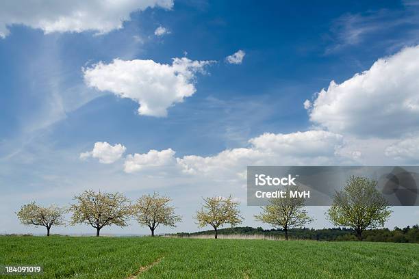 Kwitnących Drzewa Wiśniowe - zdjęcia stockowe i więcej obrazów Chmura - Chmura, Cumulus, Czas