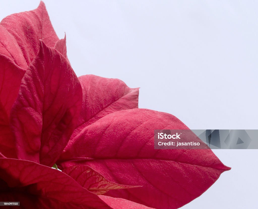 Rojo de planta - Foto de stock de Asistencia sanitaria y medicina libre de derechos