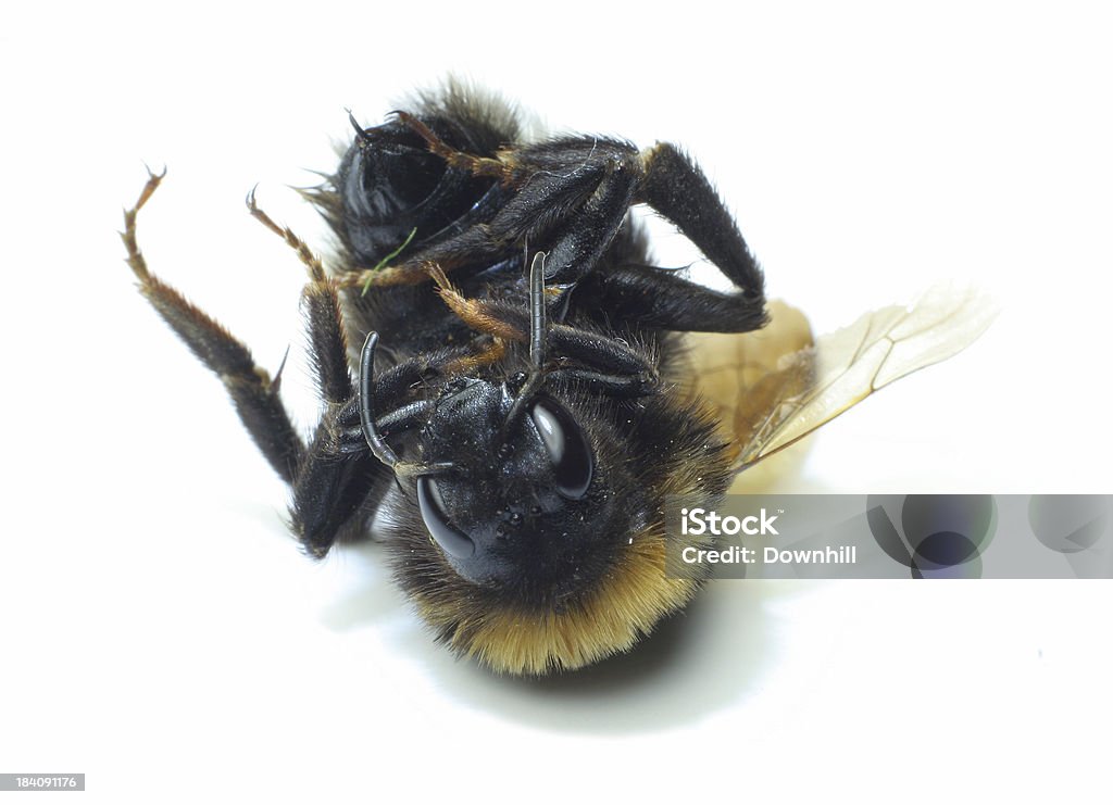 Toten Bienenkönigin - Lizenzfrei Biene Stock-Foto