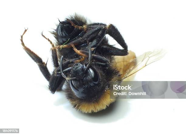 Toten Bienenkönigin Stockfoto und mehr Bilder von Biene - Biene, Tod, Behaart