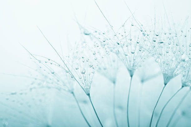 semilla de diente de león con gotas de agua - dandelion nature flower abstract fotografías e imágenes de stock