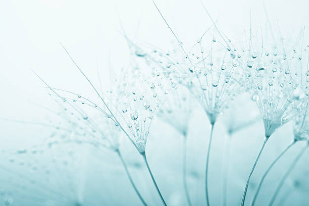タンポポの種子、雨滴 - dandelion water flower abstract ストックフォトと画像
