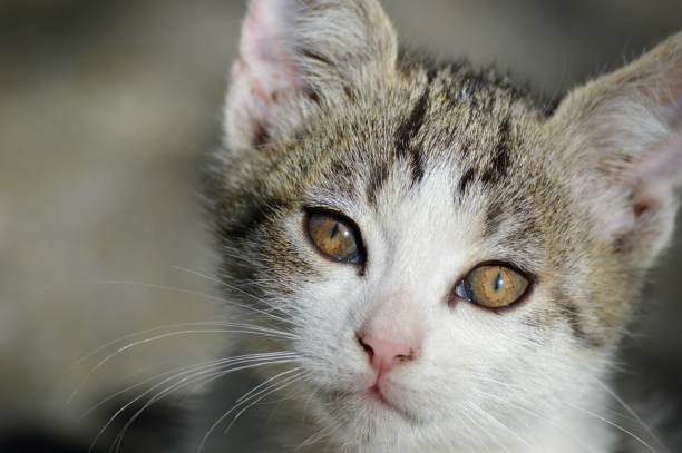 istock a little kitten with big eyes 1840912983