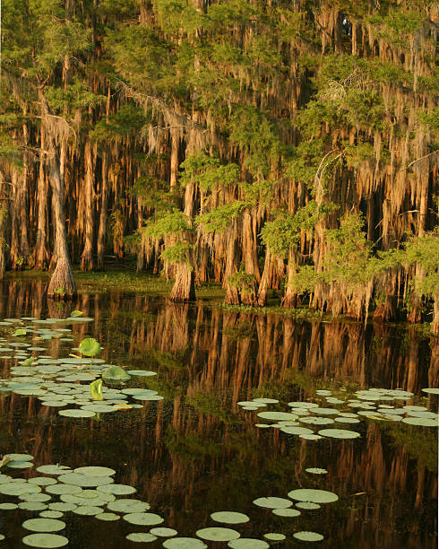 moss draped cypress trees in Lake Caddo /Please see some similar pictures from my portfolio:
