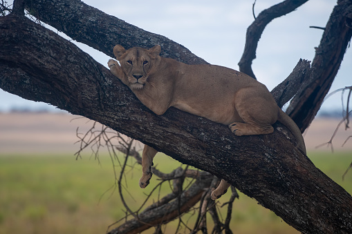 Resting - A lioness resting on a tree with African landscape in the background in Tarangire National Park – Tanzania